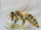 Exposition Fleurs, miel et abeilles